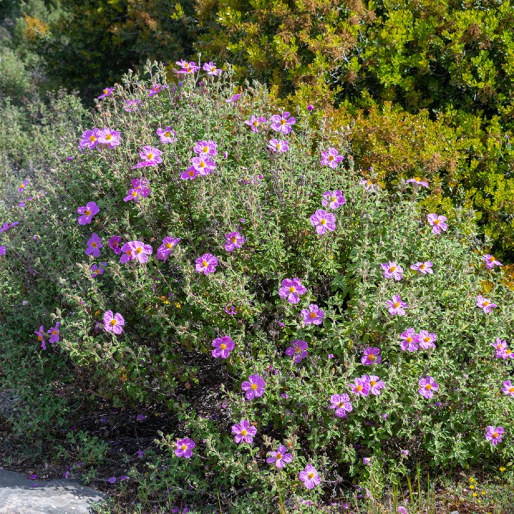 Cistus creticus - Cisto di Creta