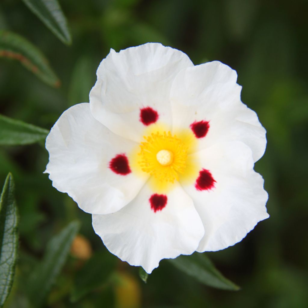 Cistus Jenkyn Place - Cisto