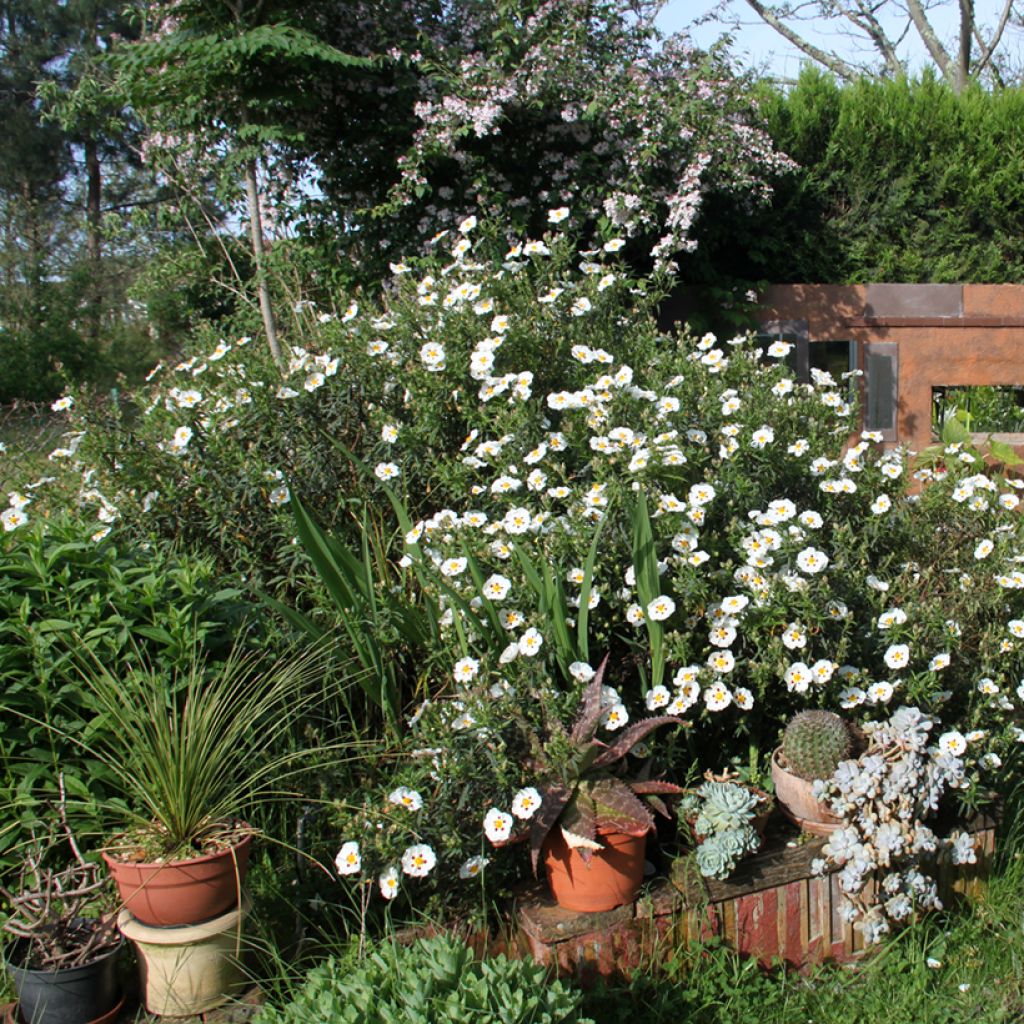 Cistus Jenkyn Place - Cisto