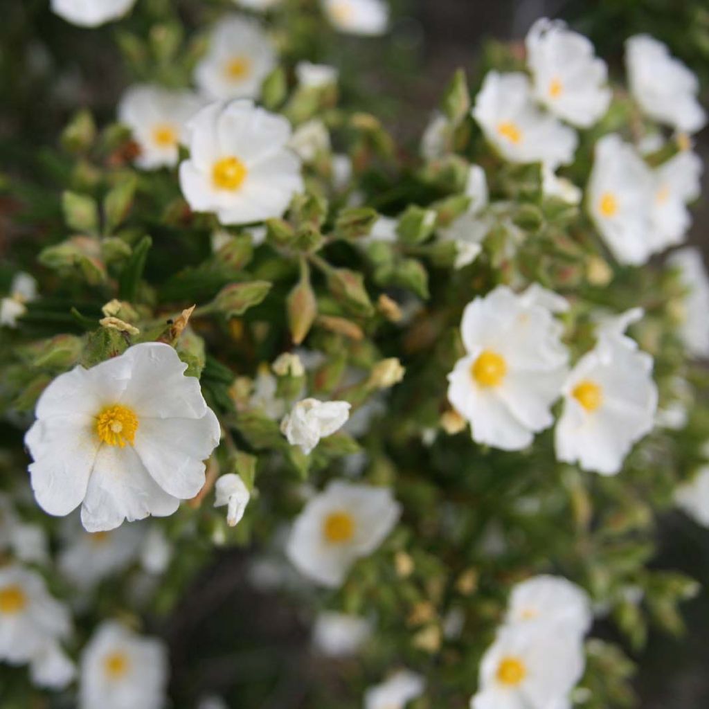 Cistus monspeliensis - Cisto marino
