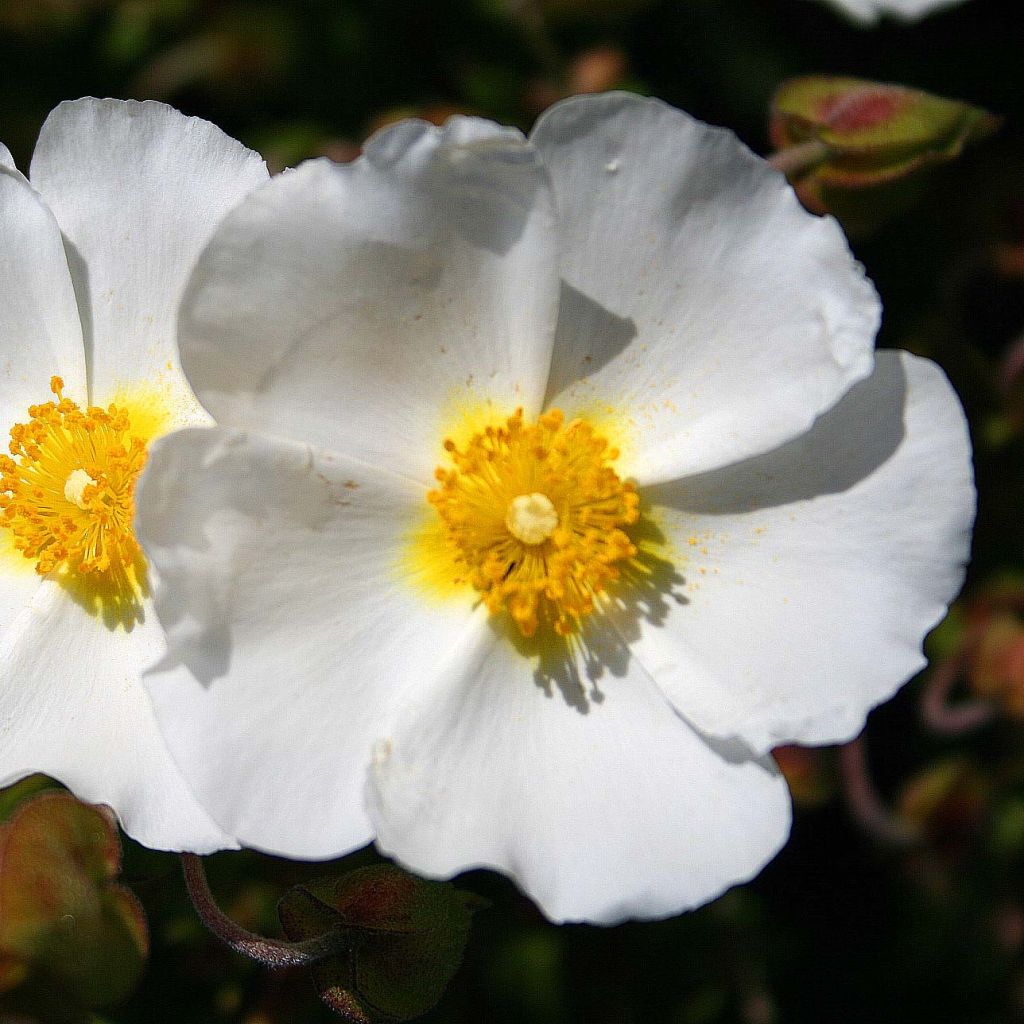Cistus monspeliensis - Cisto marino