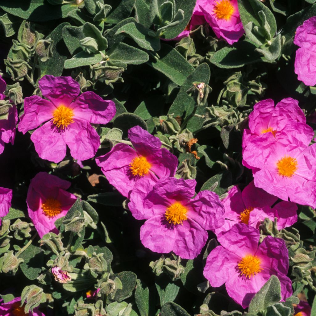 Cistus pulverulentus - Cisto