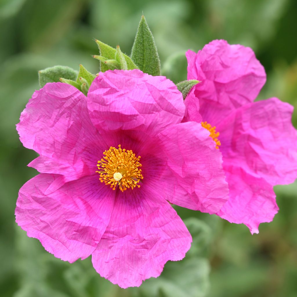 Cistus pulverulentus Sunset - Cisto