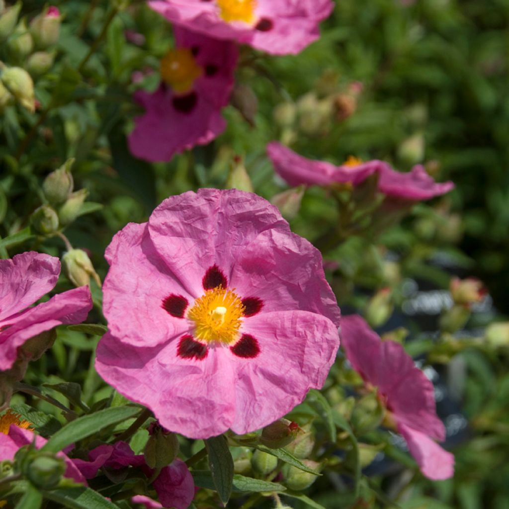 Cistus purpureus - Cisto