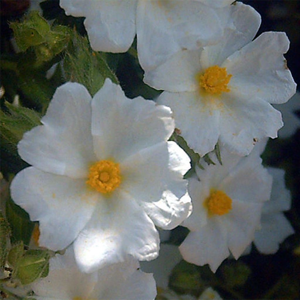 Cistus salviifolius - Cisto femmina