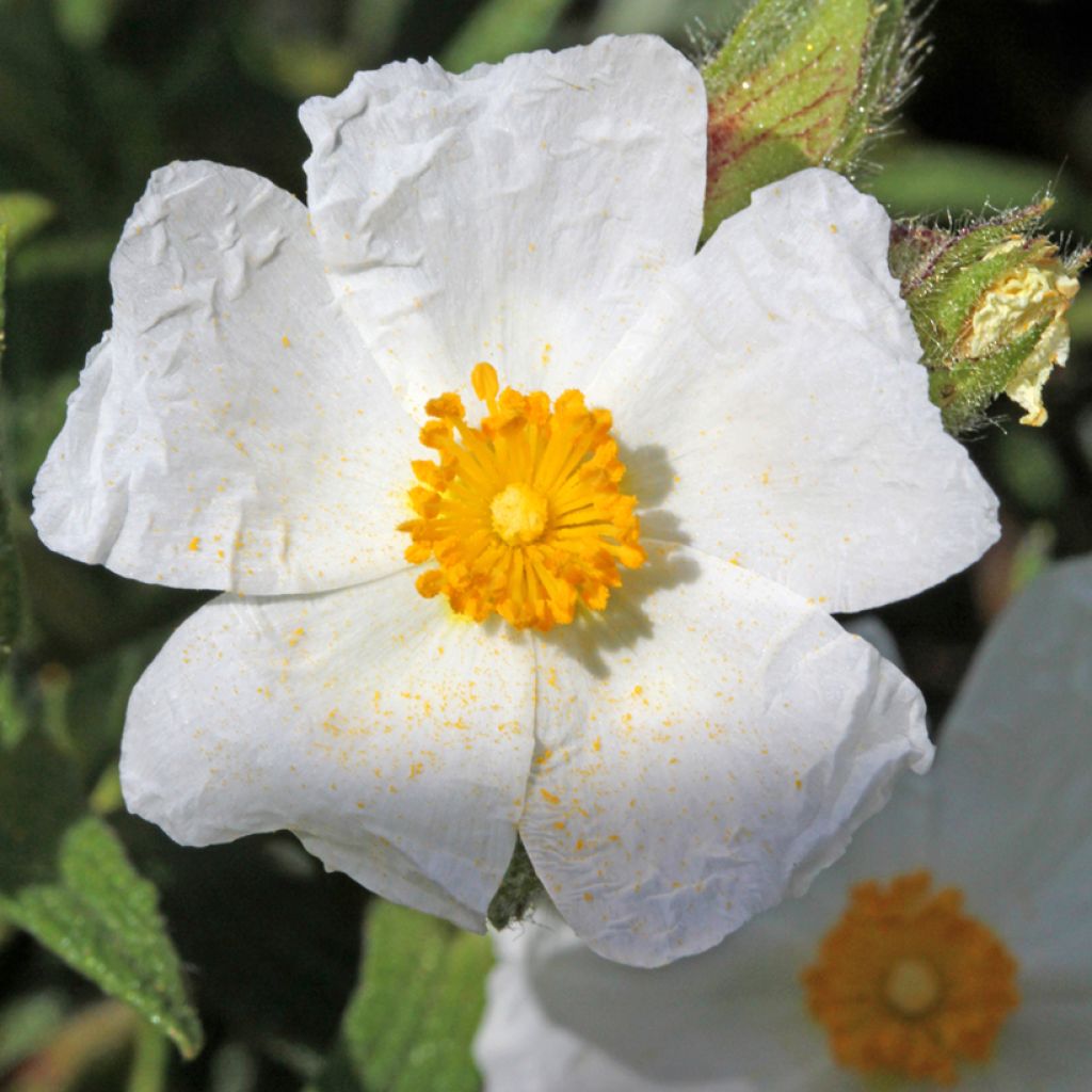 Cistus salviifolius - Cisto femmina