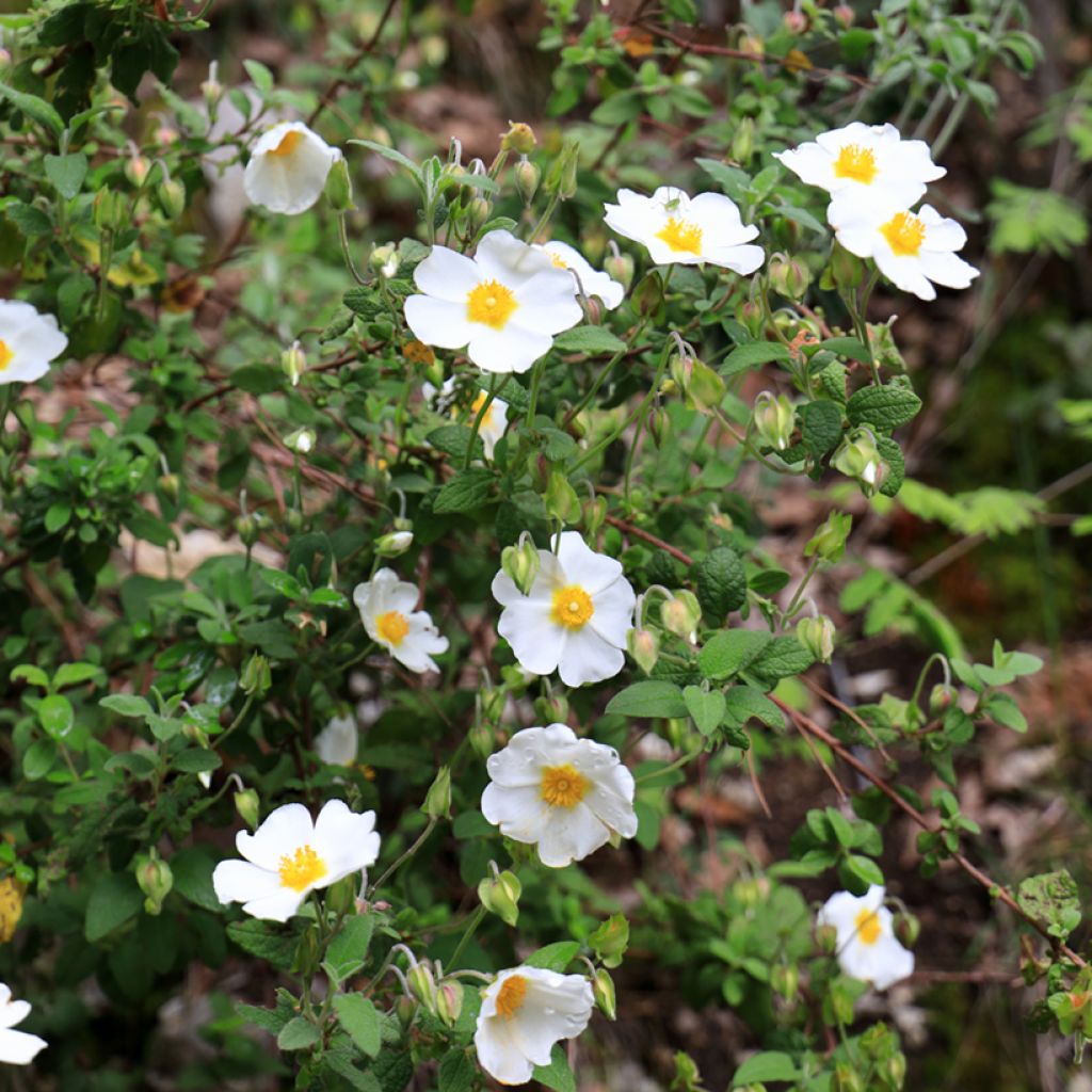Cistus salviifolius - Cisto femmina