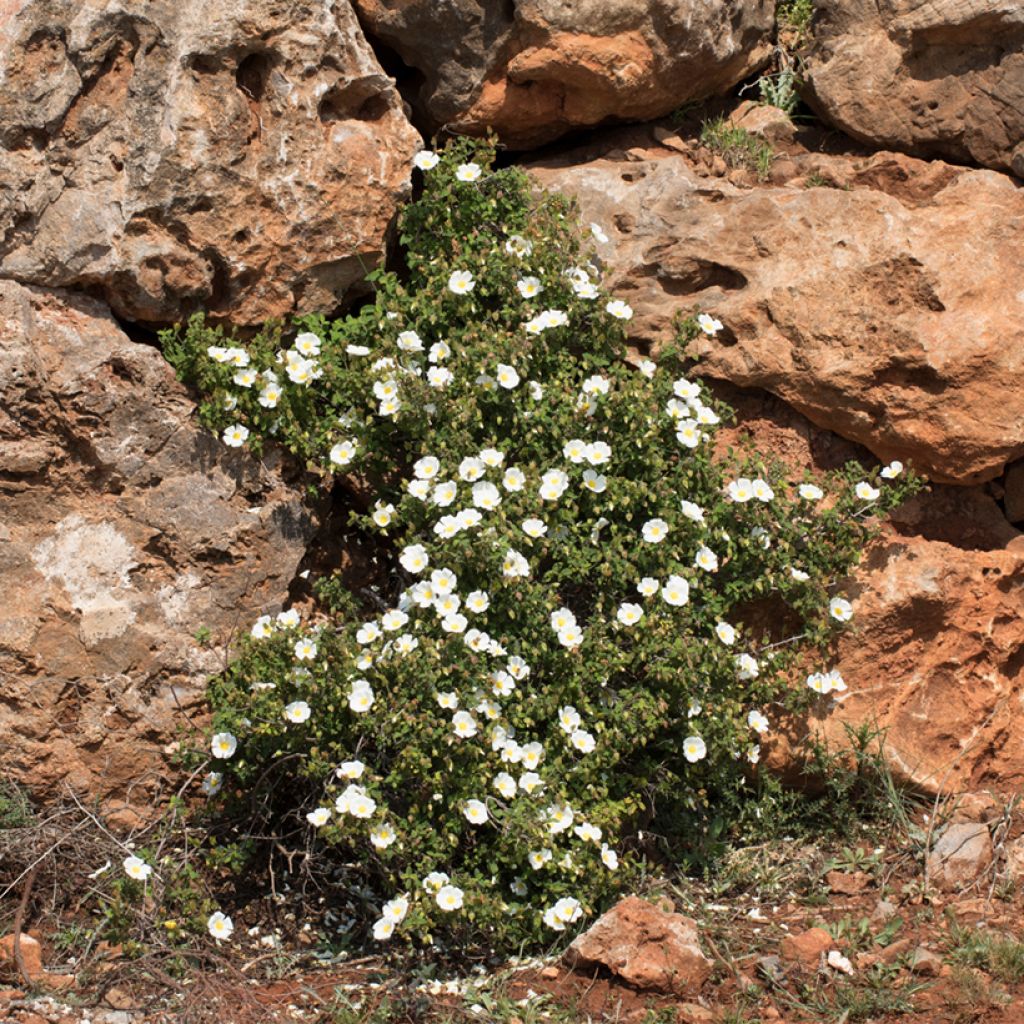Cistus salviifolius - Cisto femmina