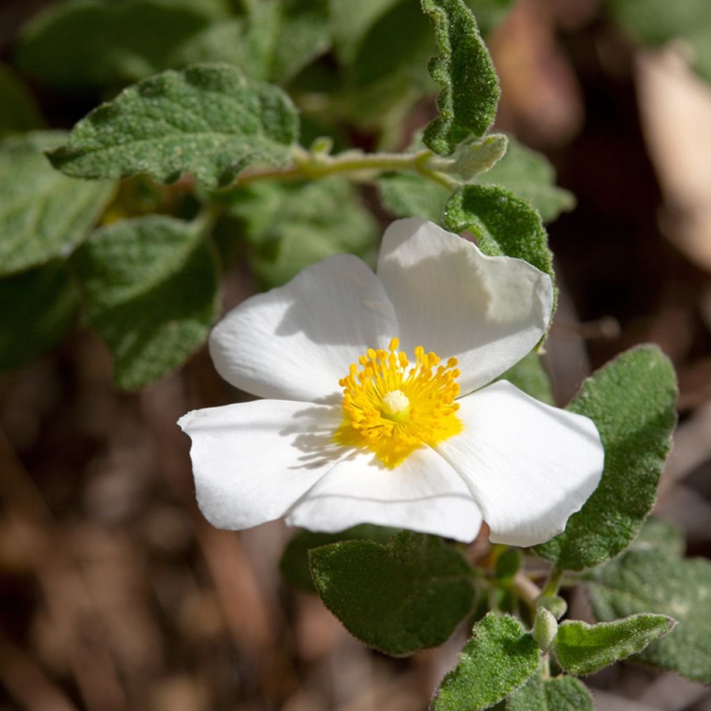 Cistus salviifolius - Cisto femmina