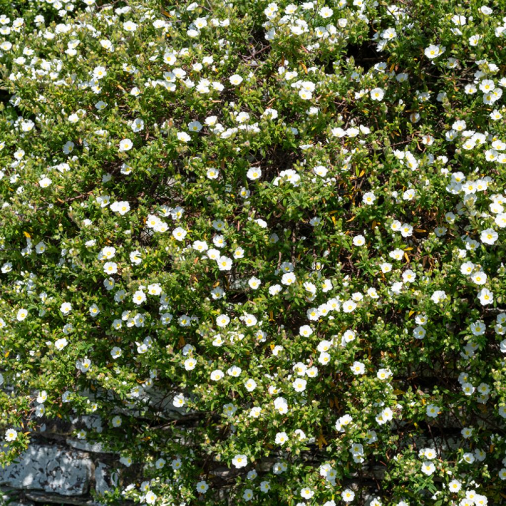 Cistus salviifolius - Cisto femmina