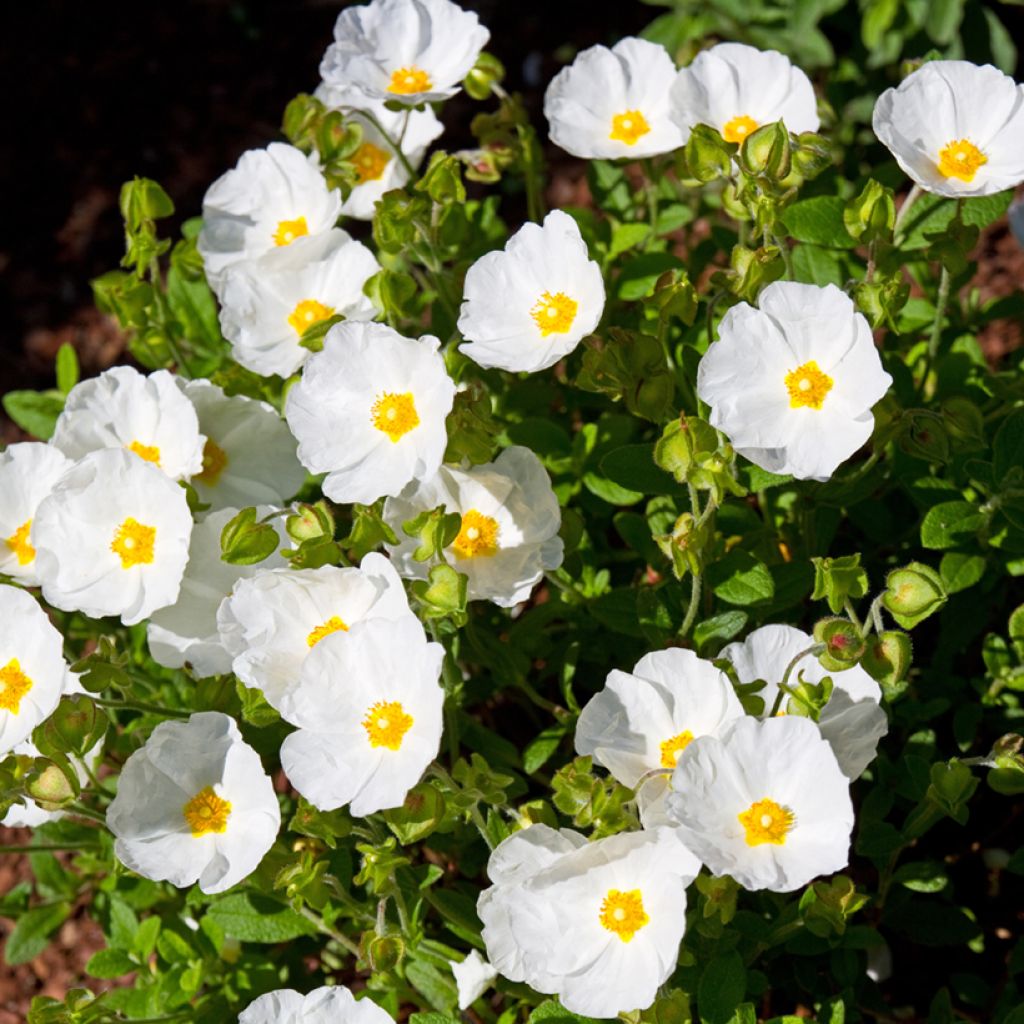 Cistus salviifolius - Cisto femmina