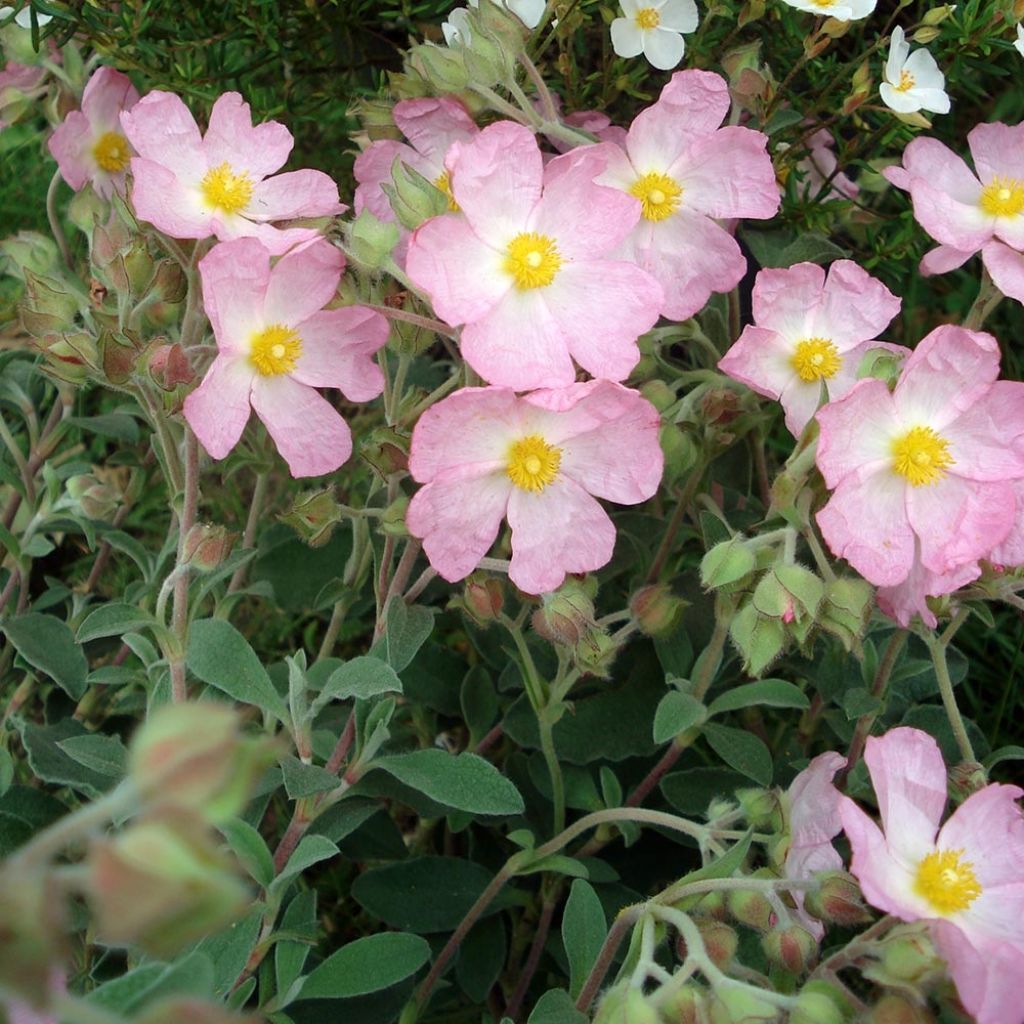 Cistus argenteus Silver Pink - Cisto