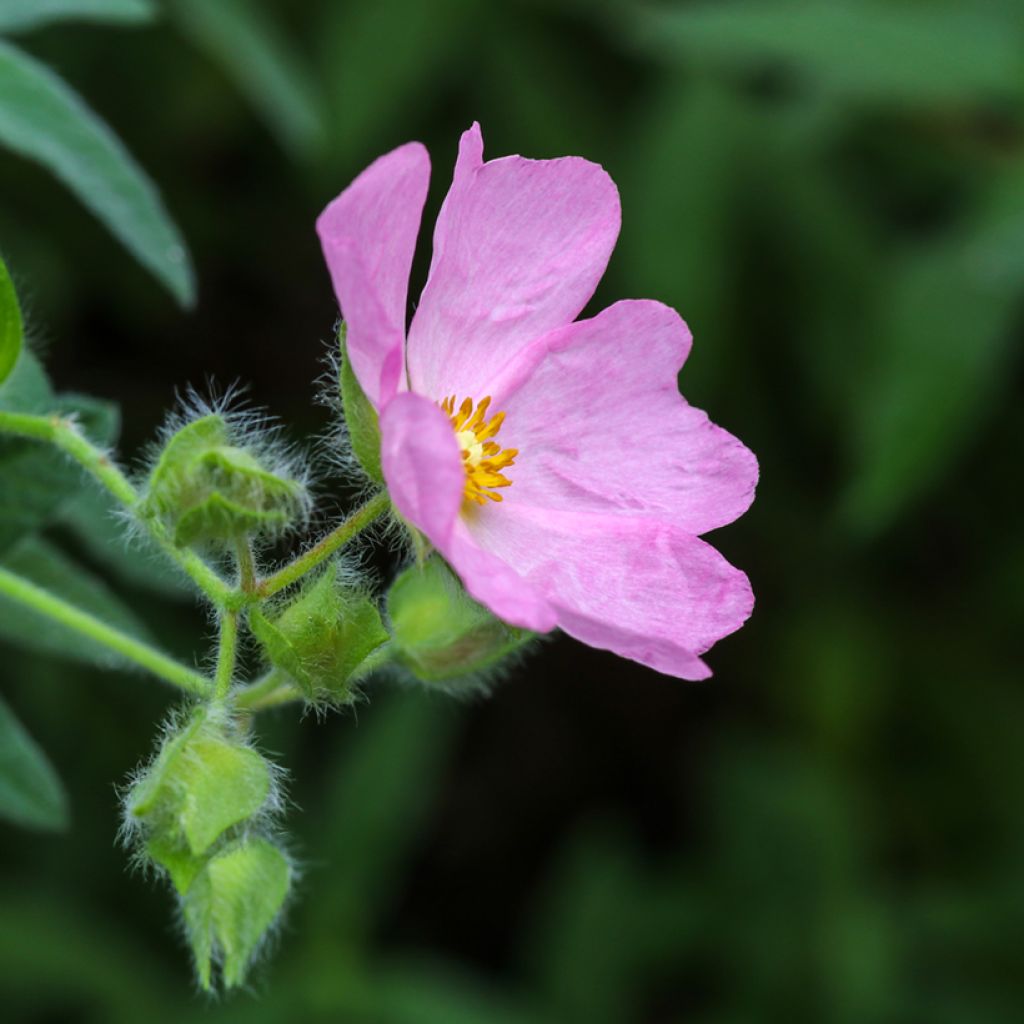 Cistus skanbergii - Cisto