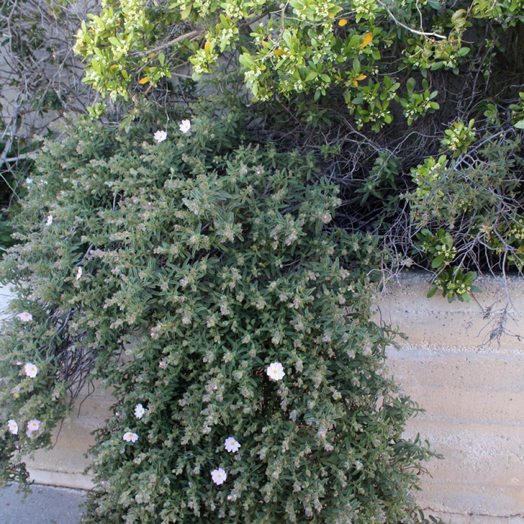 Cistus skanbergii - Cisto