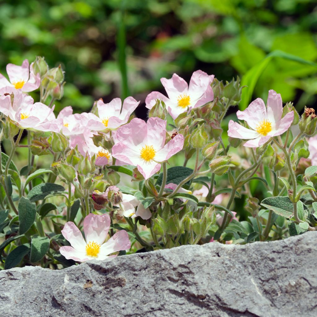 Cistus lenis Grayswood Pink - Cisto