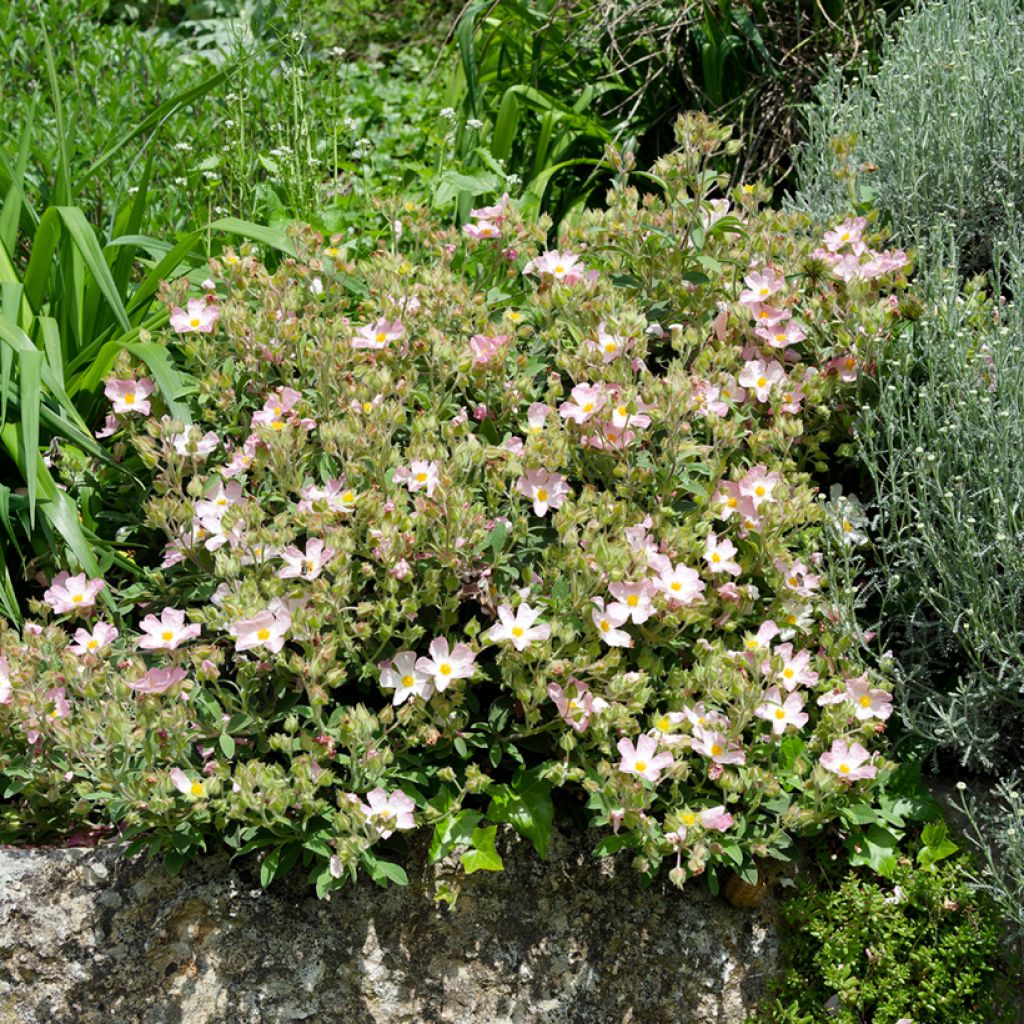 Cistus lenis Grayswood Pink - Cisto
