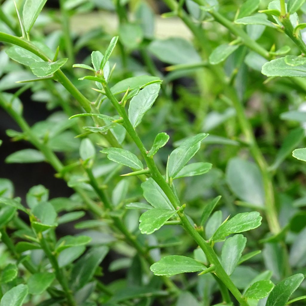 Microcitrus australasica - Caviale di limone