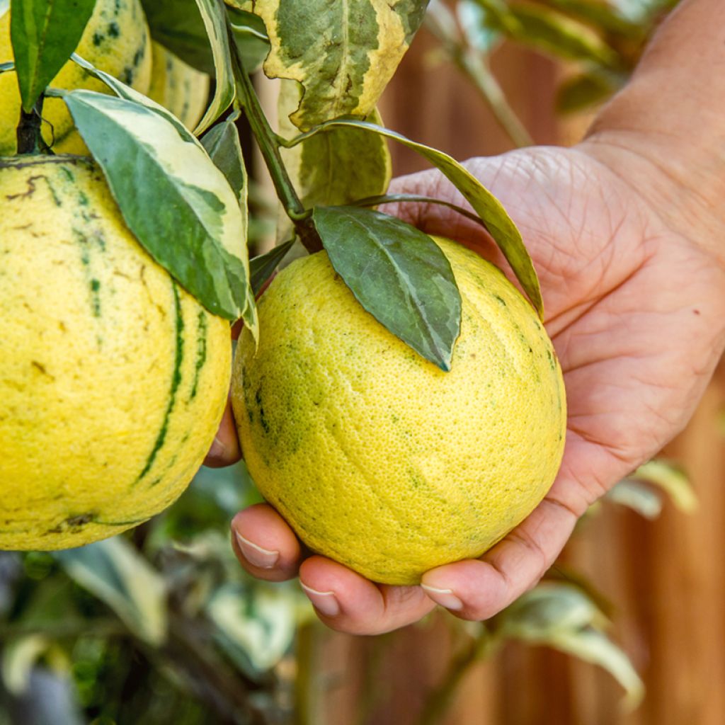 Limone variegato - Citrus limon variegata