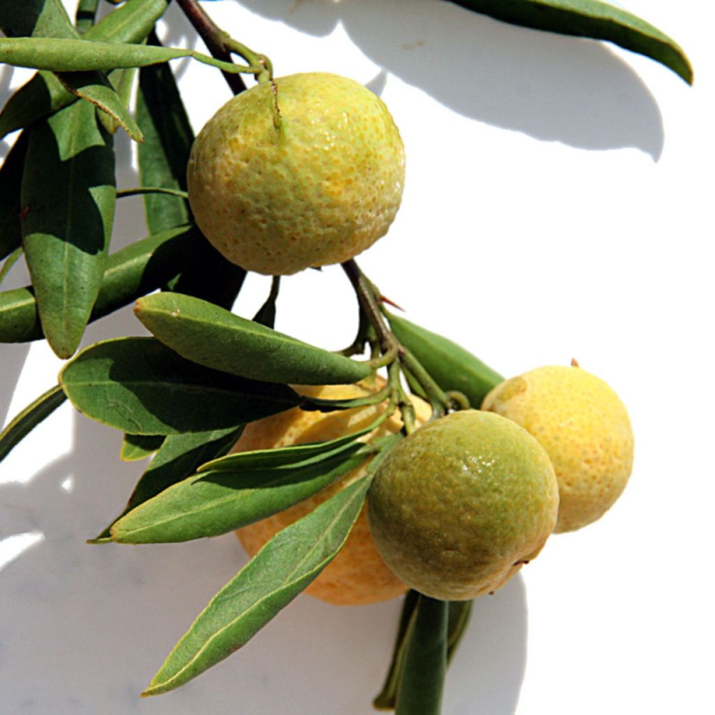 Citrus glauca 
