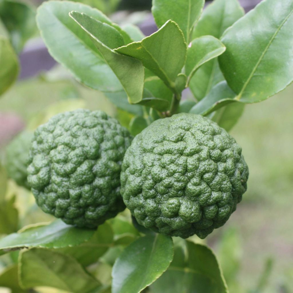 Citrus hystrix - Combava