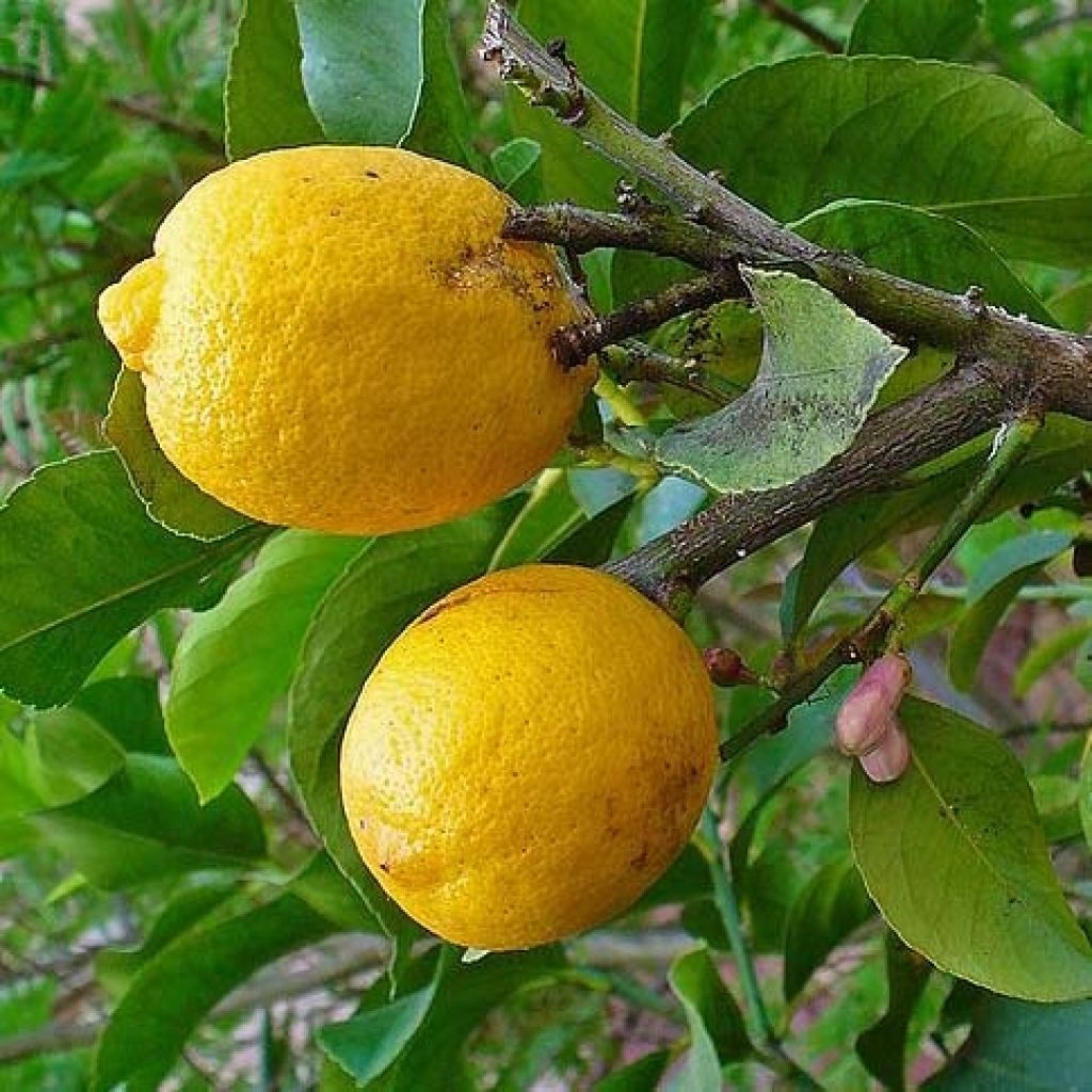 Citrus medica - Cedro (agrume)
