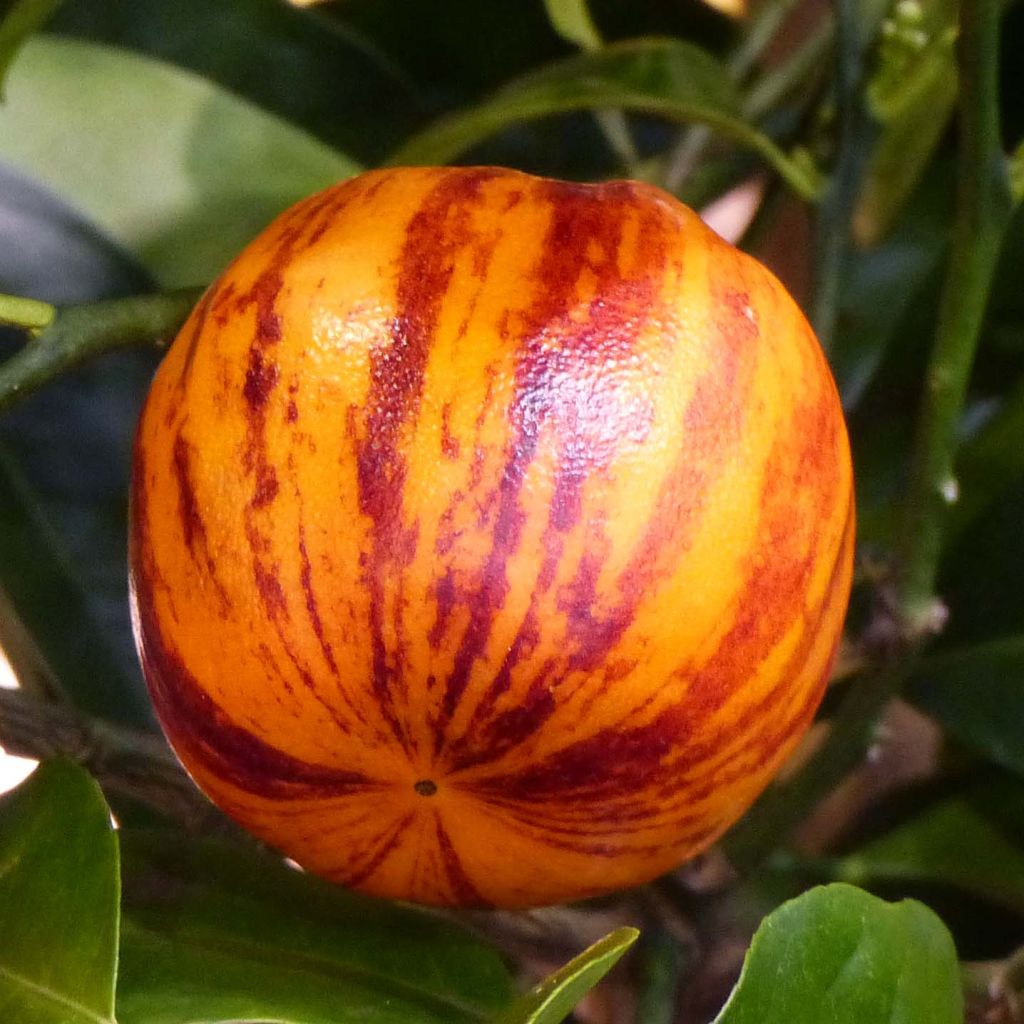 Citrus sinensis x meyeri Doppio Sanguigno - Arancio