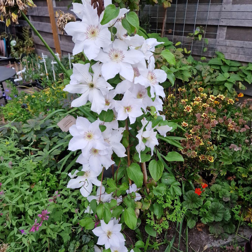 Clématite - Clematis Guernsey Flute