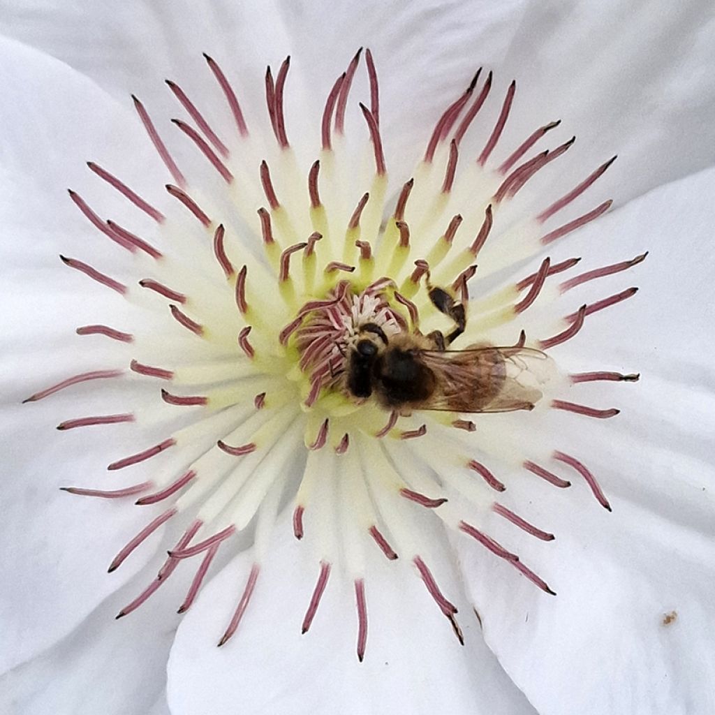 Clématite - Clematis Guernsey Flute