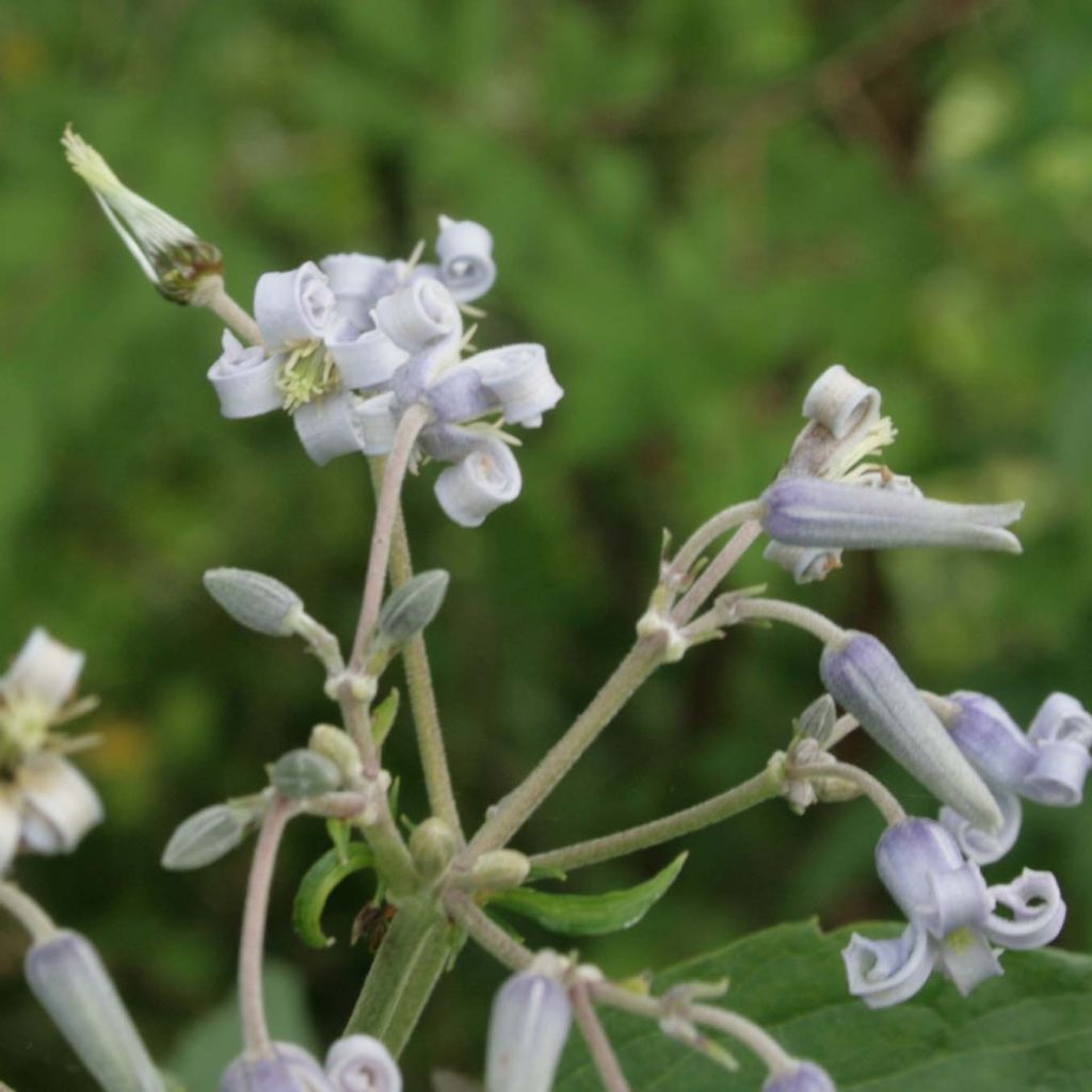 Clematis stans - Clematide