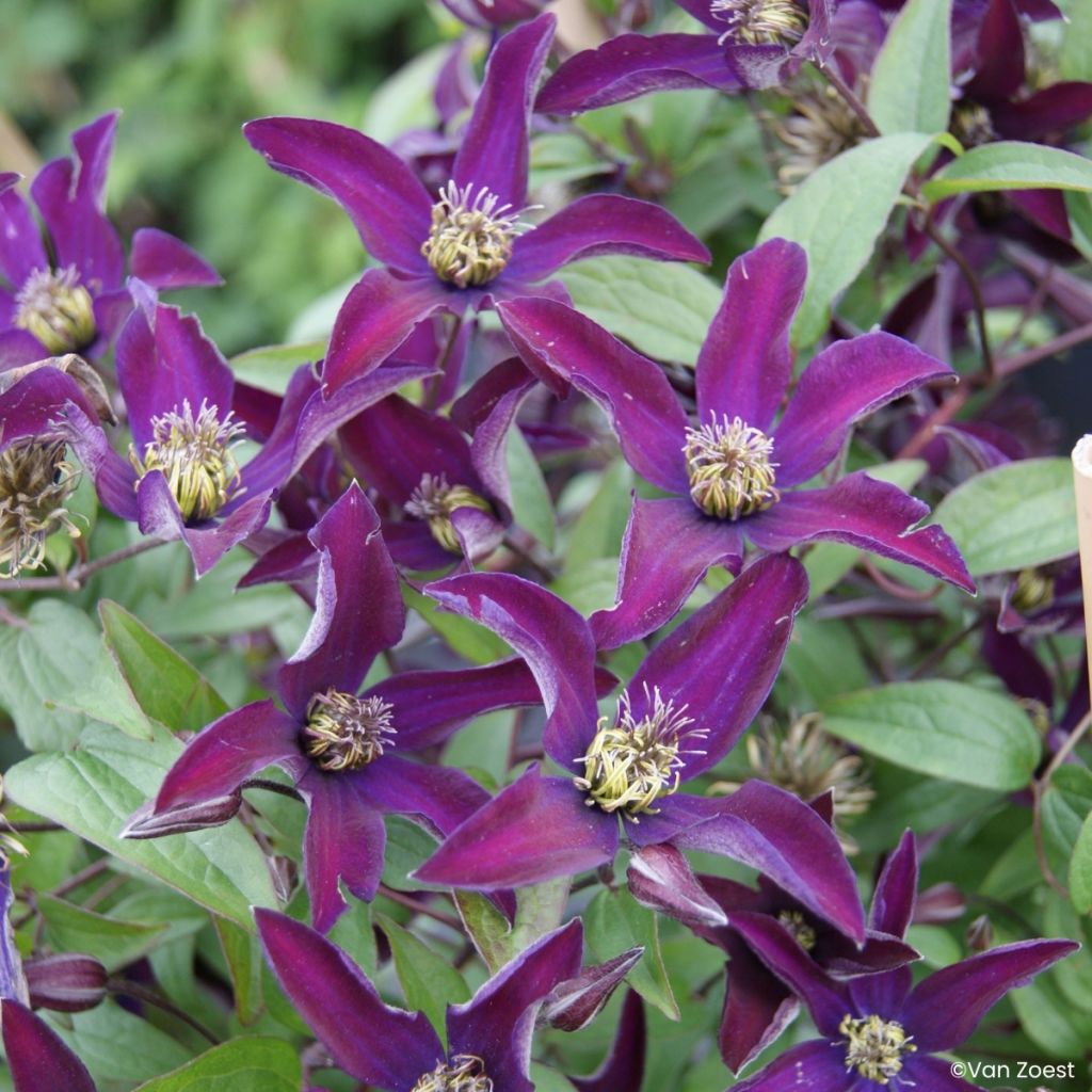 Clematis viticella Noora - Clematide