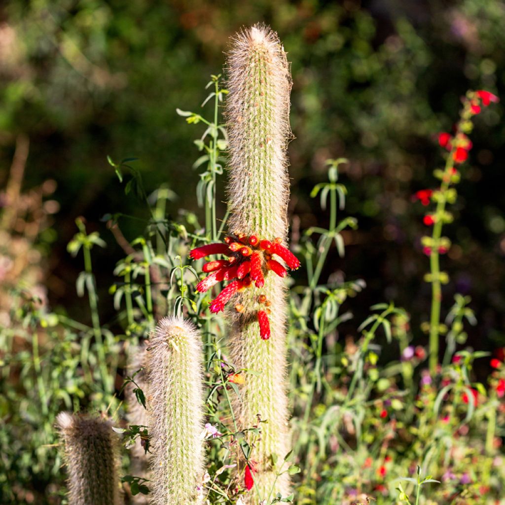 Cleistocactus strausii - Cactus