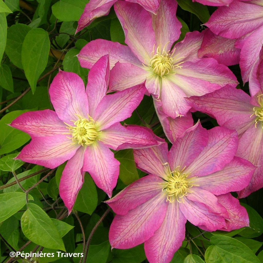 Clematis Asao - Clematide