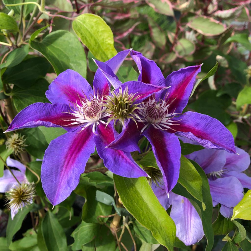 Clematis Etoile de Malicorne - Clematide