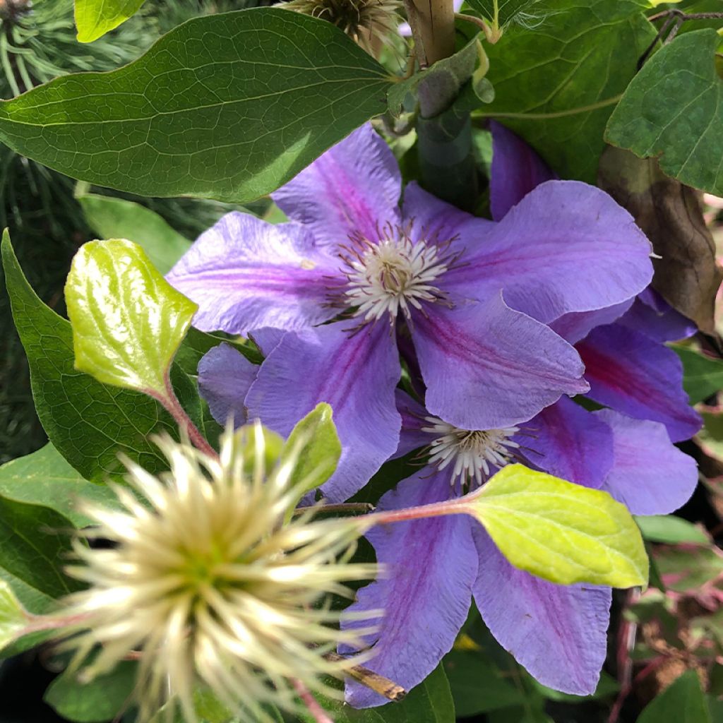 Clematis Etoile de Malicorne - Clematide