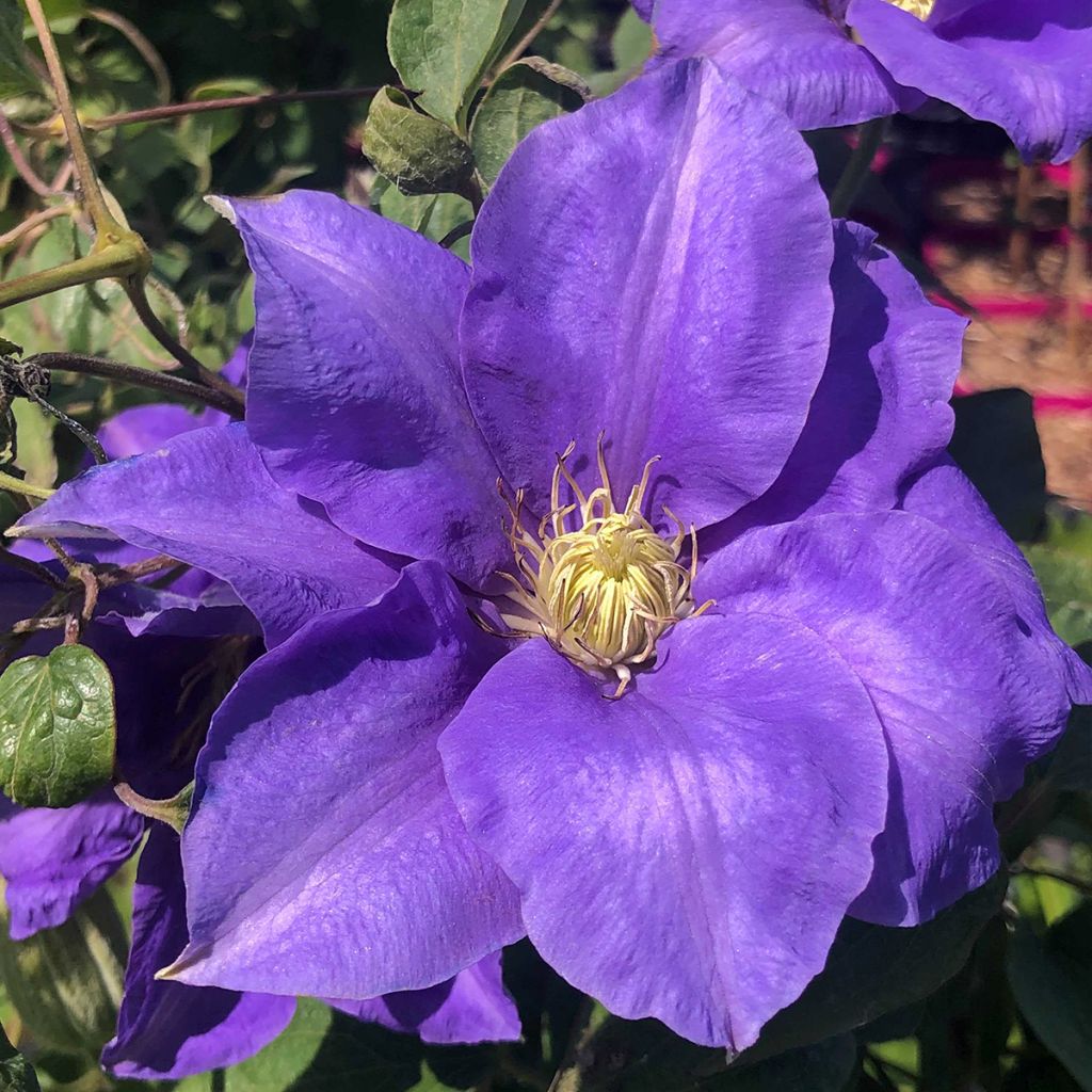 Clematis H. F. Young - Clematide