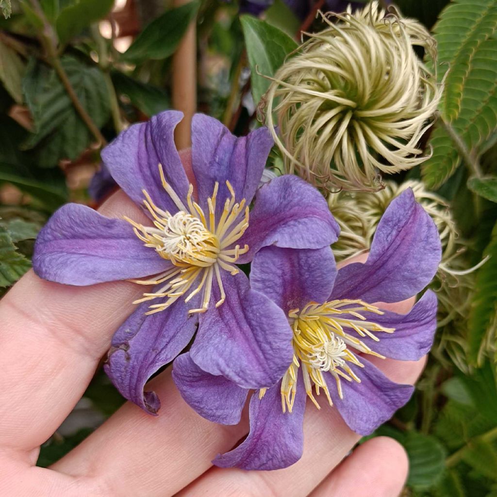 Clematis Juuli - Clematide