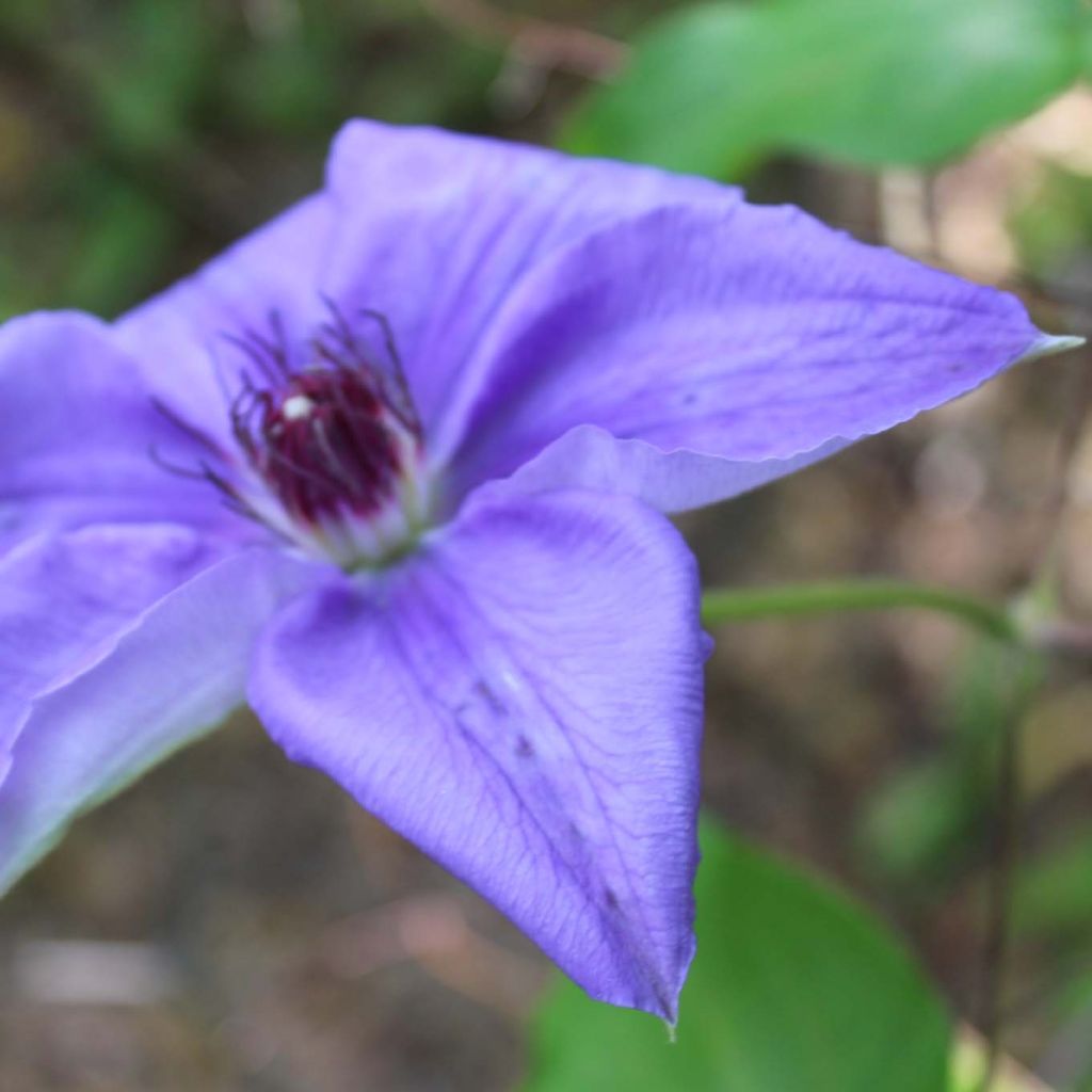 Clematis Lawsoniana - Clematide