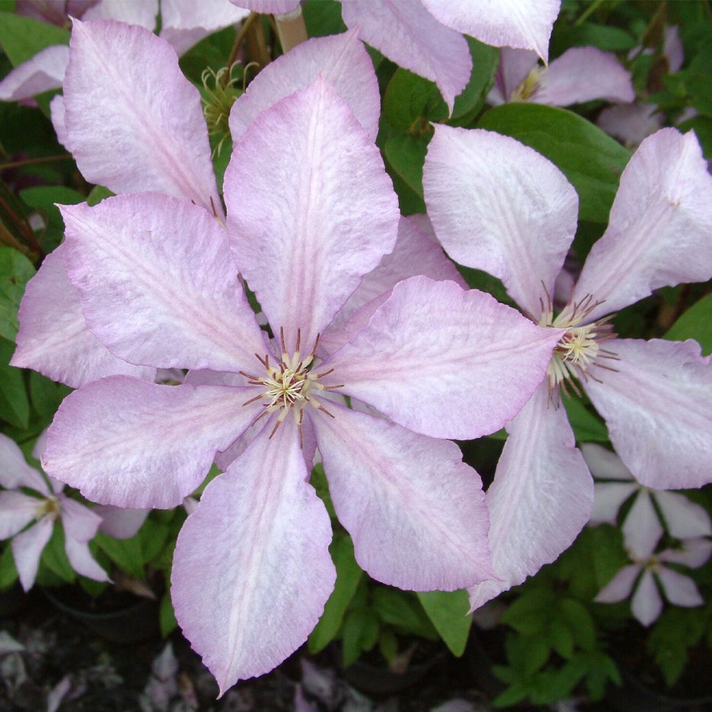 Clematis Margaret Hunt - Clematide