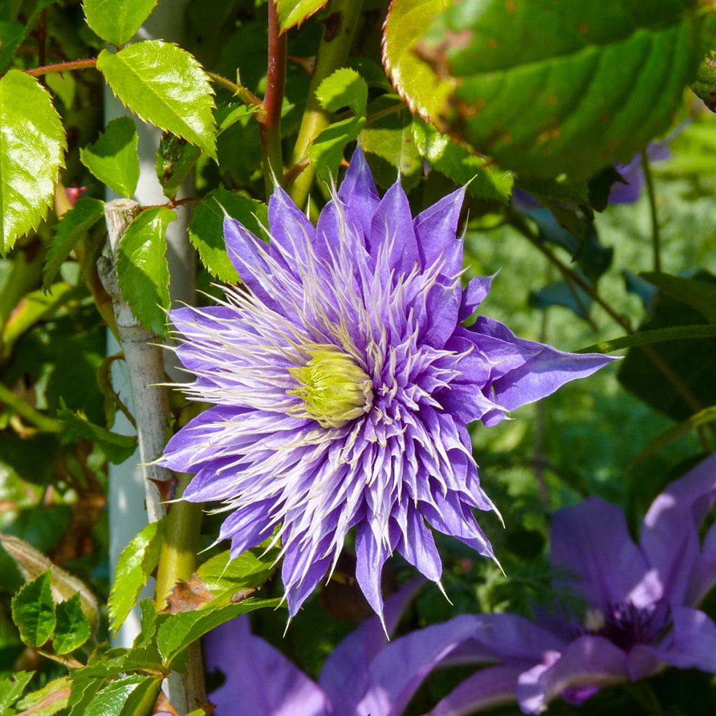 Clematis Multi Blue - Clematide
