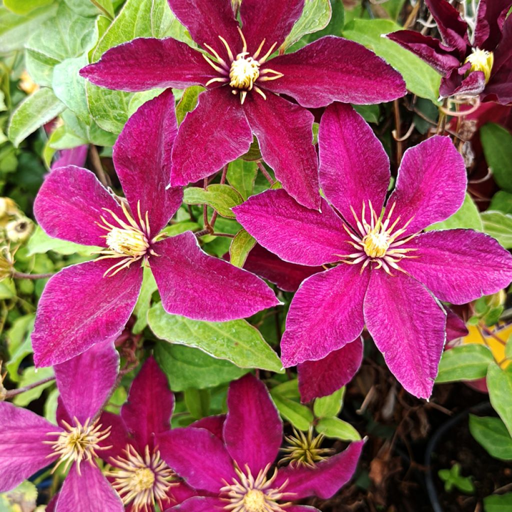 Clematis Niobe - Clematide