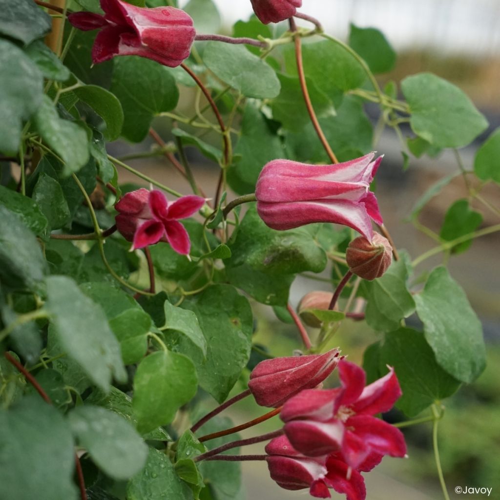 Clématite - Clematis texensis Notre-Dame de Paris