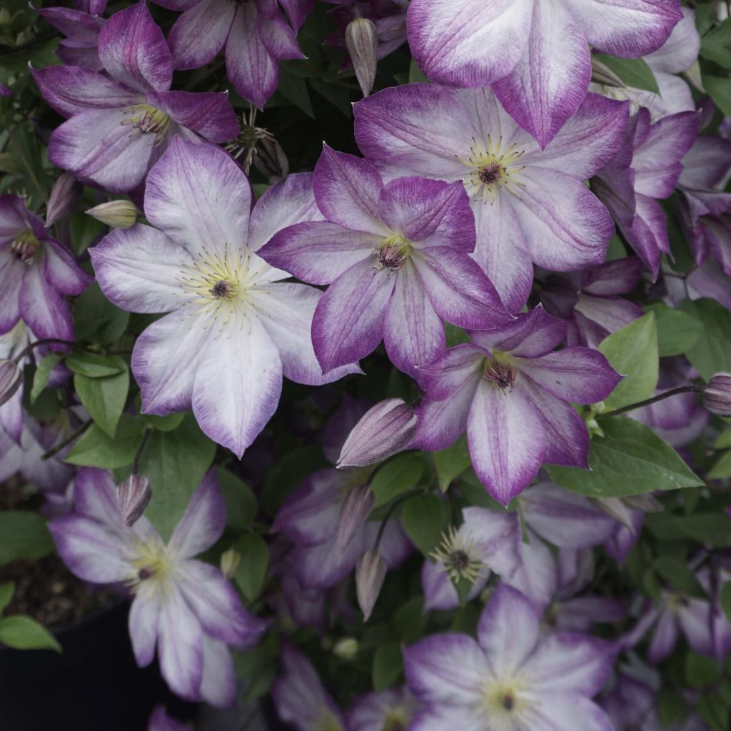 Clematis Pernille - Clematide