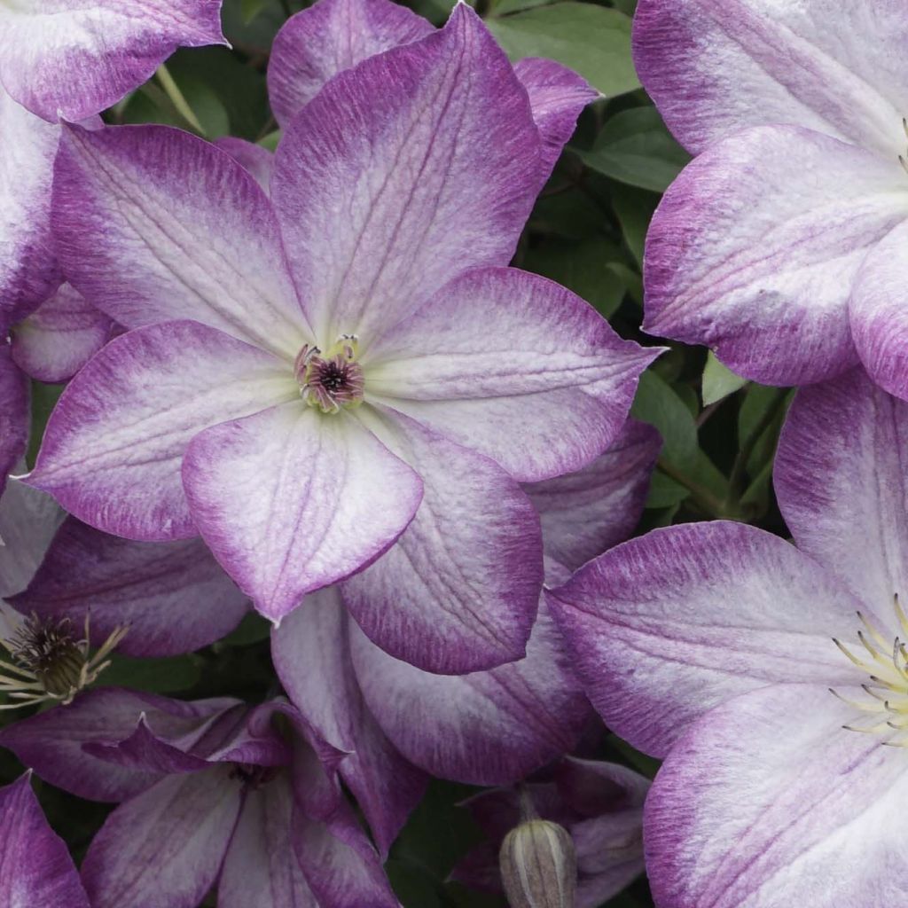 Clematis Pernille - Clematide