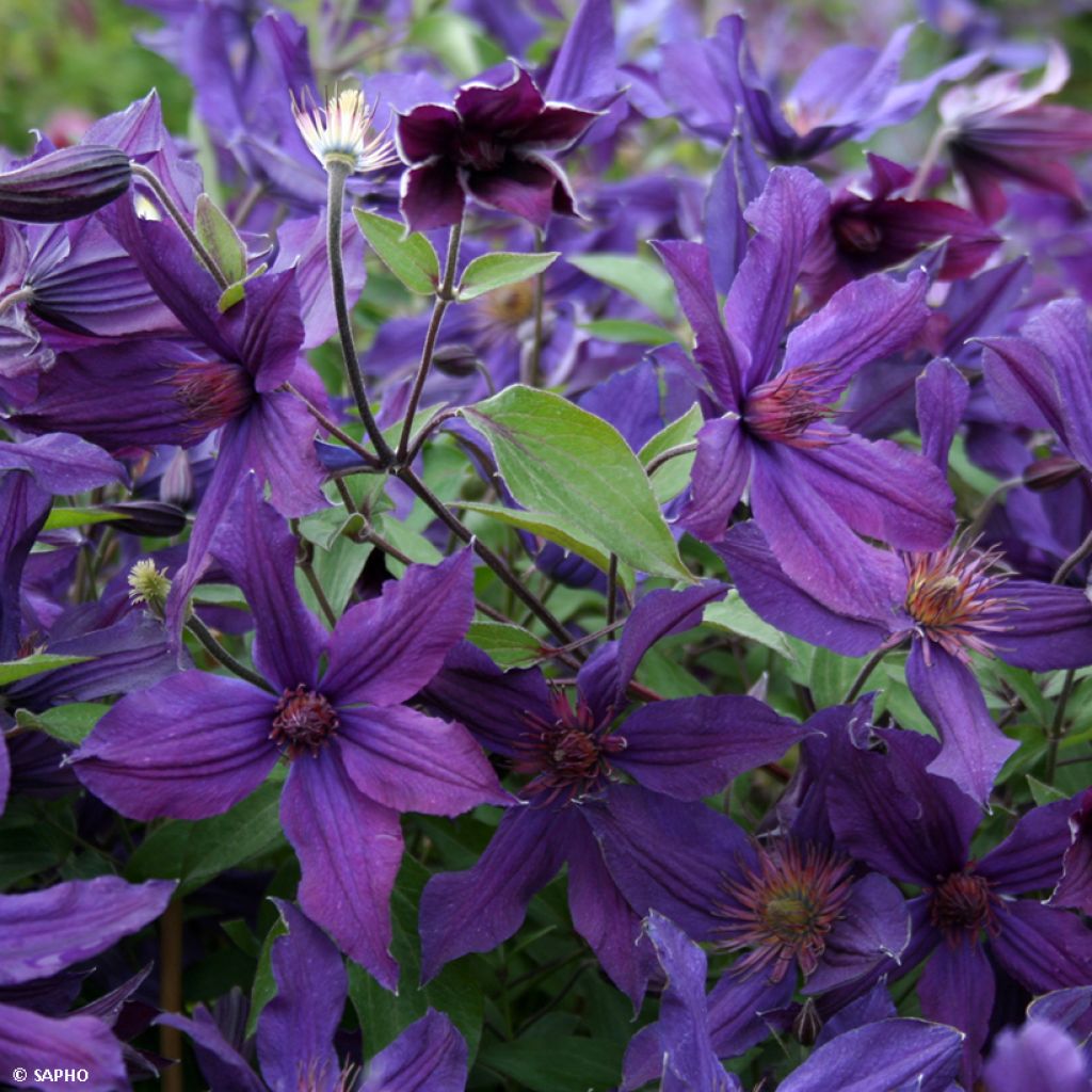 Clematis Saphyra Violetta - Clematide