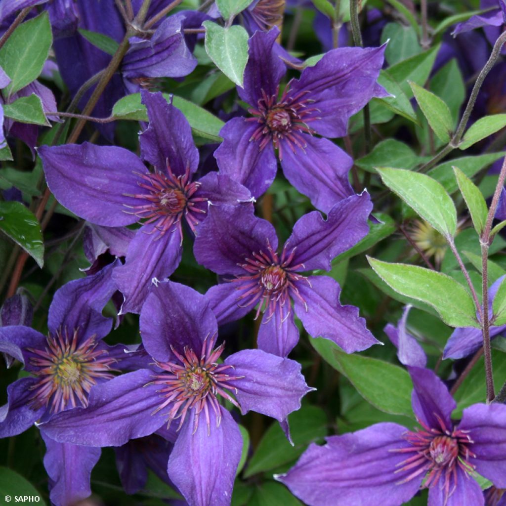 Clematis Saphyra Violetta - Clematide