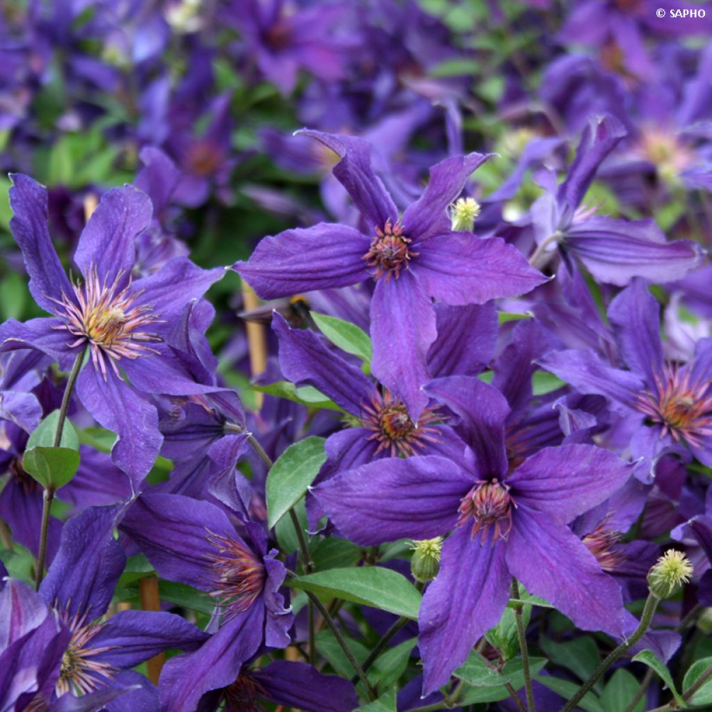 Clematis Saphyra Violetta - Clematide