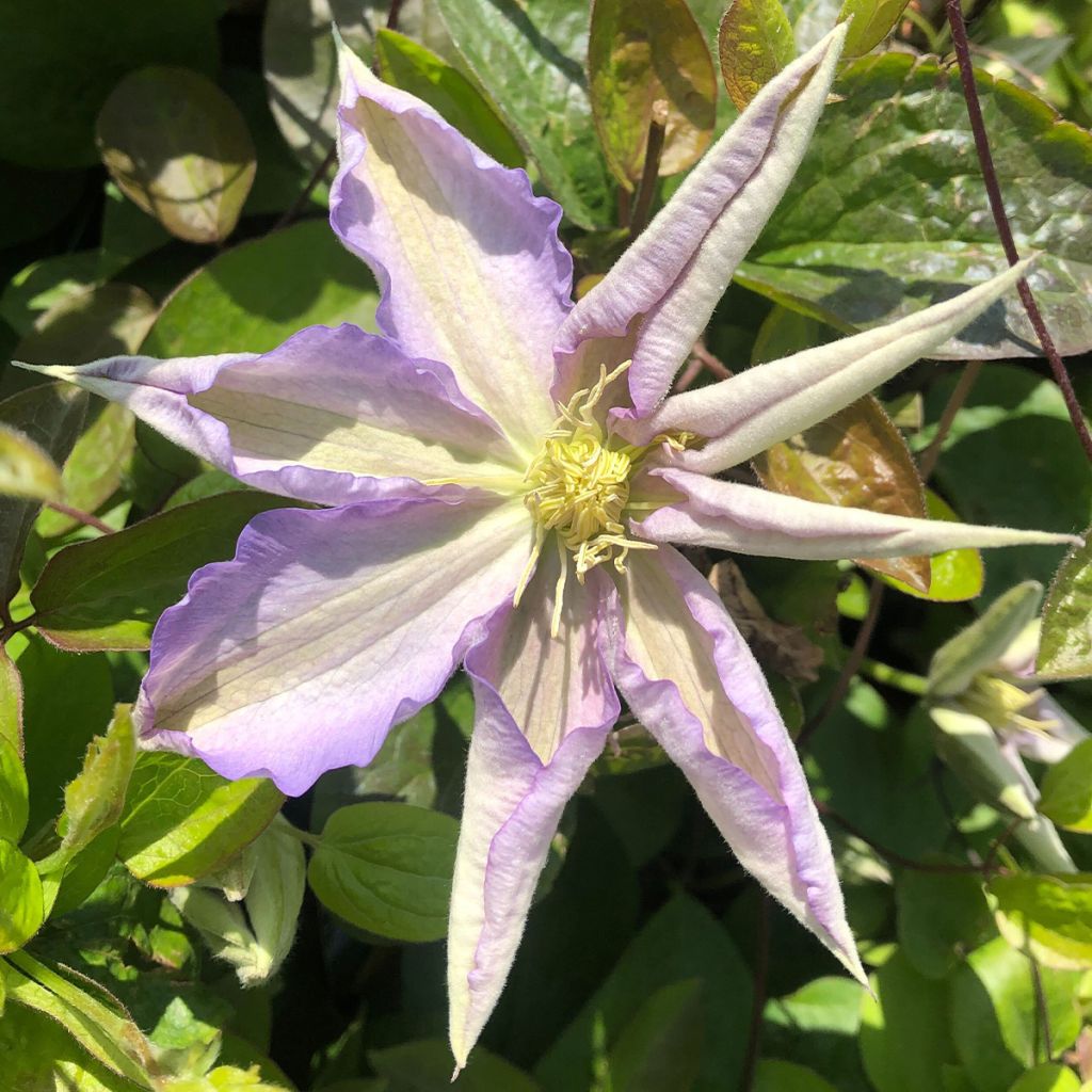 Clematis Thyrislund - Clematide