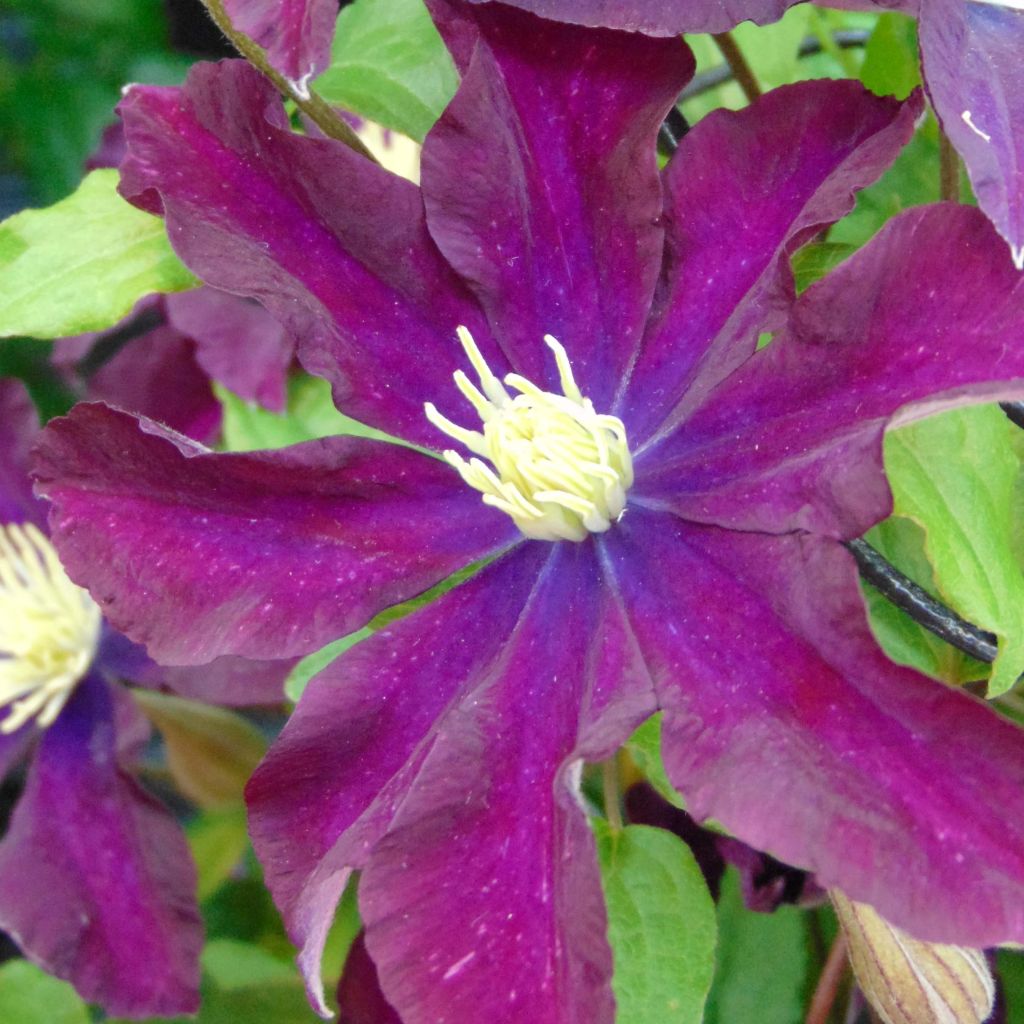 Clematis Warszawska Nike - Clematide