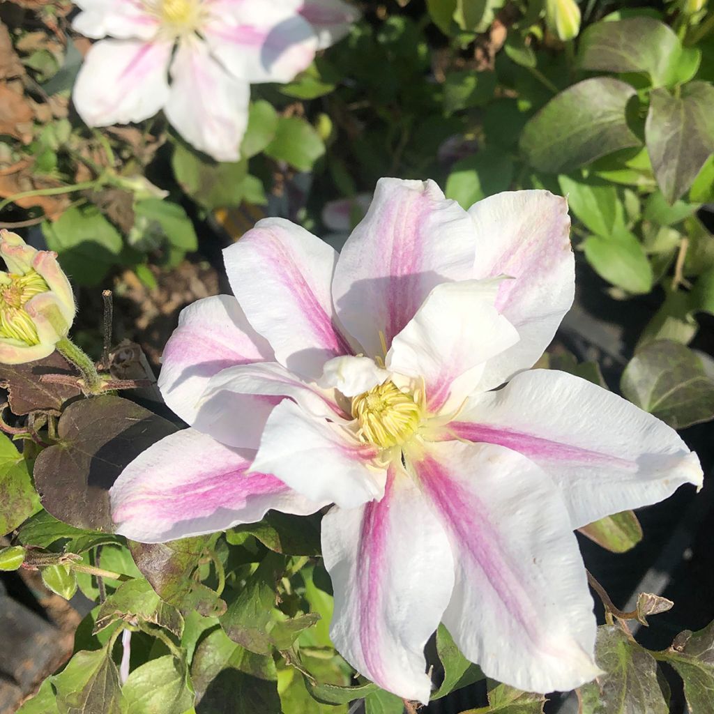 Clematis Andromeda - Clematide