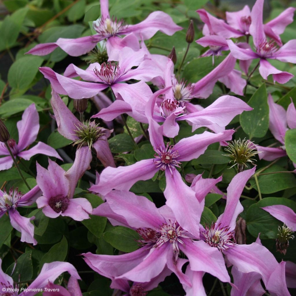 Clematis integrifolia Saphyra Duo Rose - Clematide